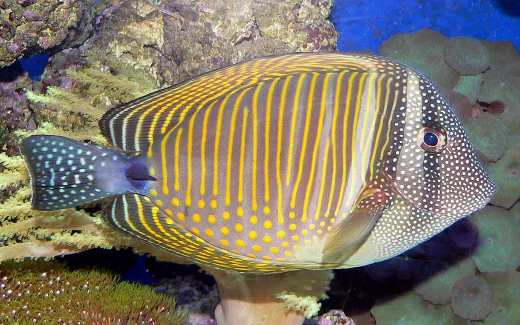 habitat do sailfin tang do mar vermelho
