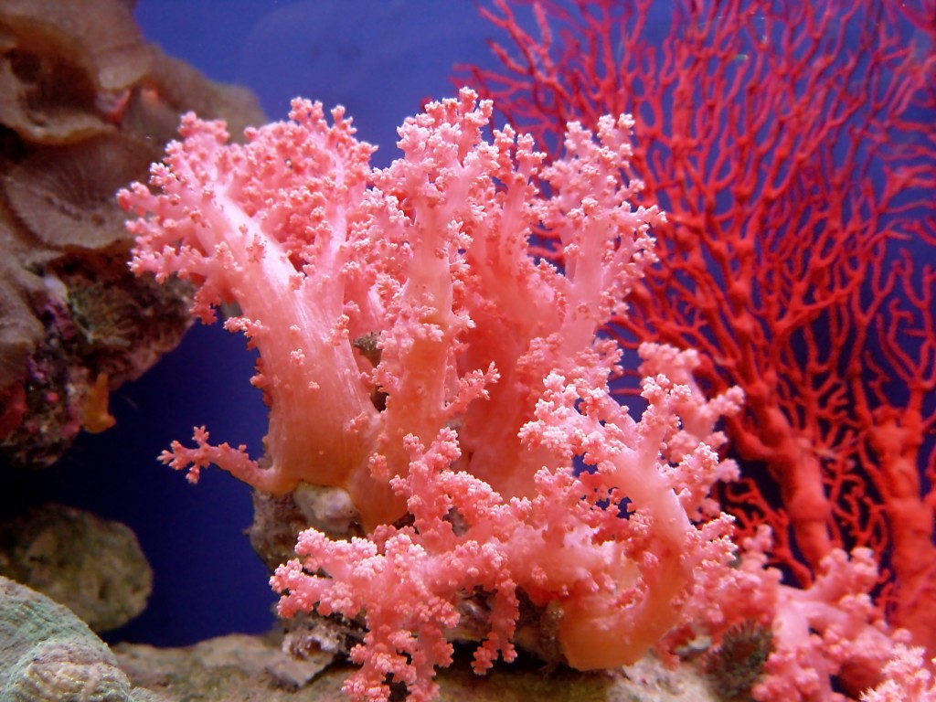 importancia dos corais