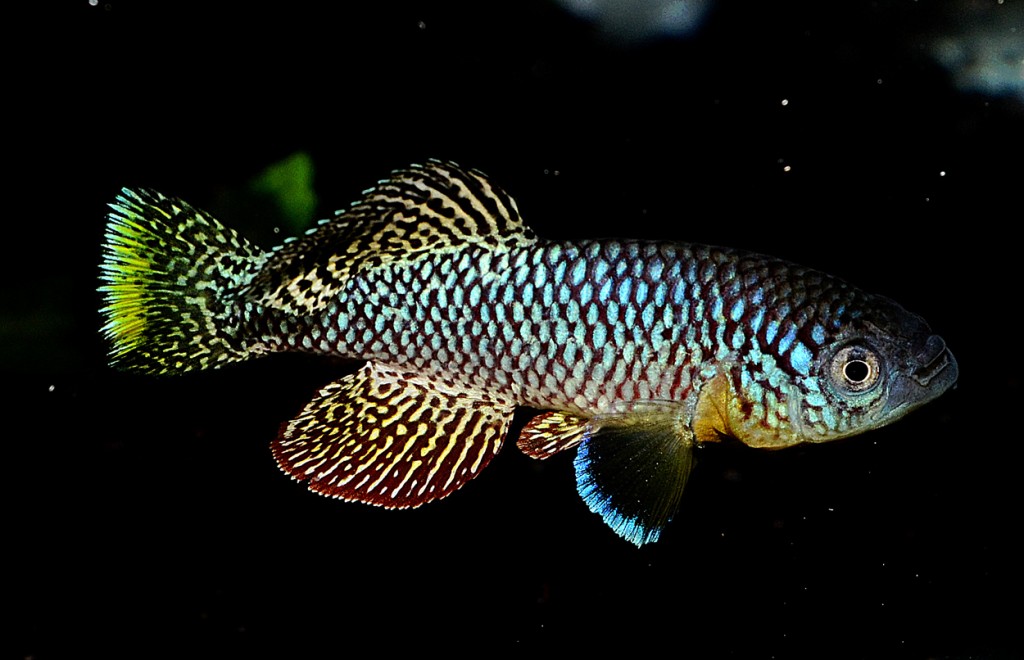 killfish turquesa