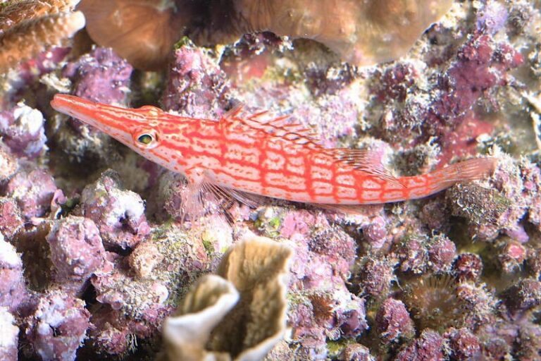 Longnose hawkfish características, habitat, reprodução e alimentação
