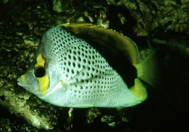 marquesas butterflyfish