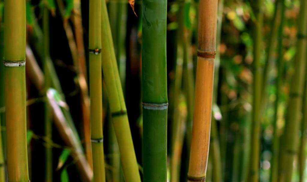 melhor bambu para vara de pesca