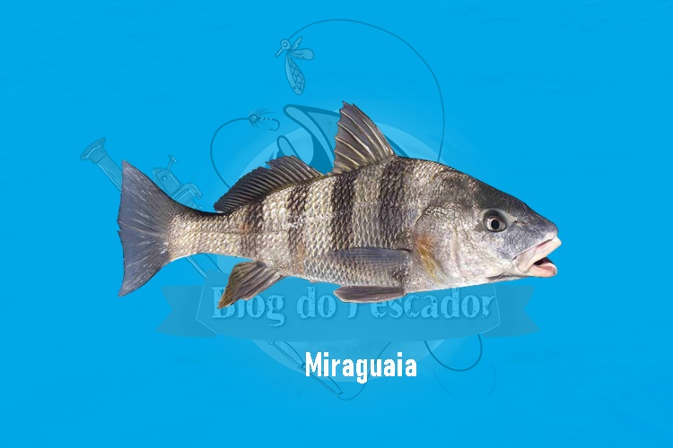 miraguaia