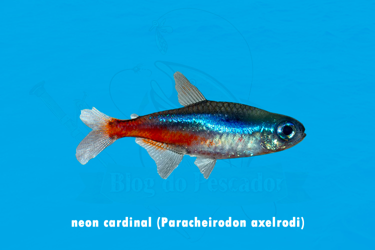 neon cardinal (paracheirodon axelrodi)