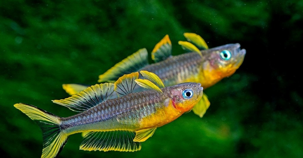 onde encontra o peixe arco iris furcata