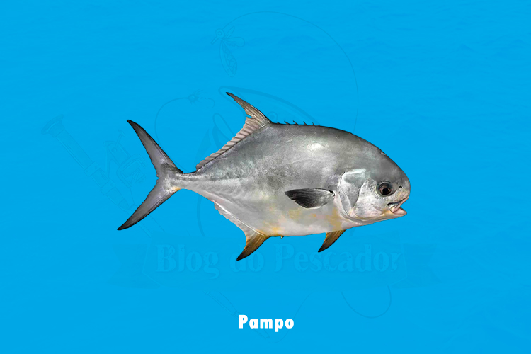 pampo