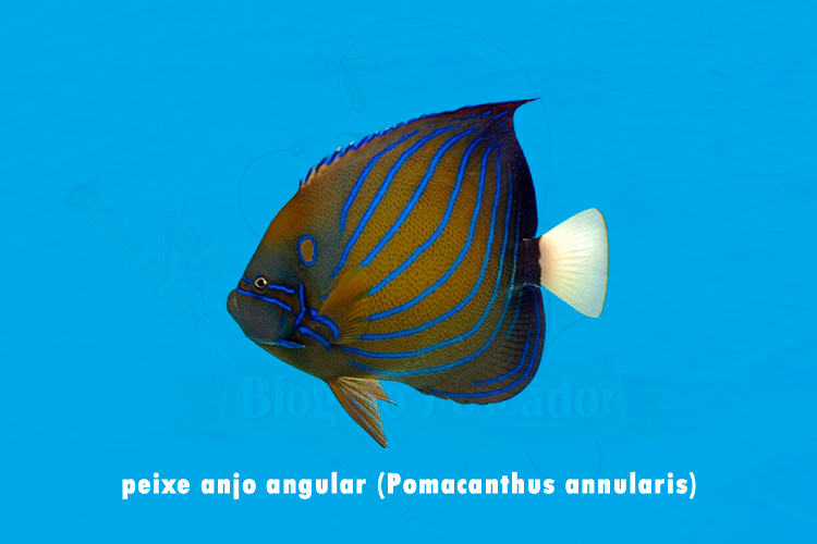 peixe anjo angular (pomacanthus annularis)