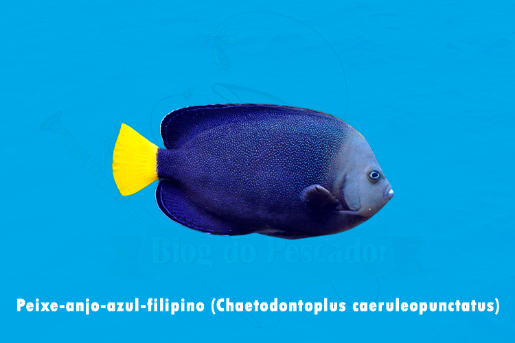 peixe-anjo-azul-filipino (chaetodontoplus caeruleopunctatus)
