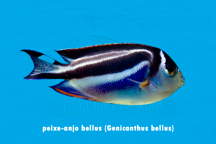 peixe-anjo bellus (genicanthus bellus)