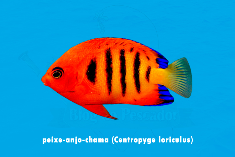 peixe-anjo-chama (centropyge loriculus)
