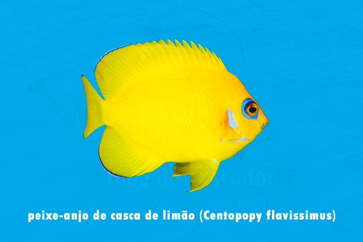 peixe-anjo de casca de limao (centopopy flavissimus)