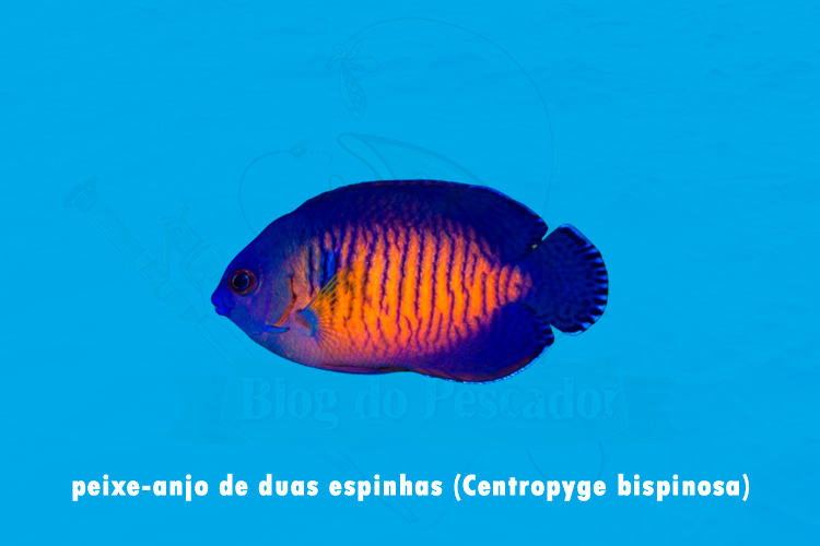 peixe-anjo de duas espinhas (centropyge bispinosa)