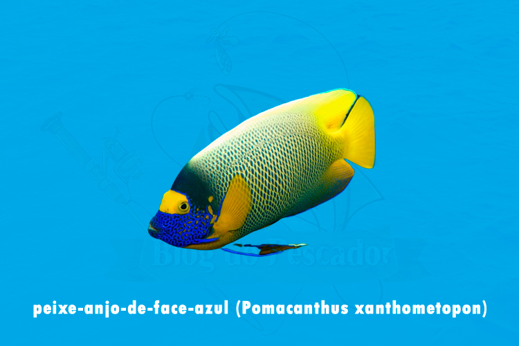 peixe-anjo-de-face-azul (pomacanthus xanthometopon)
