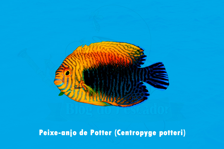 peixe-anjo de potter (centropyge potteri )