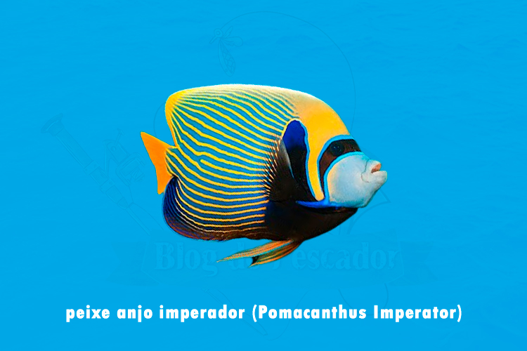 peixe anjo imperador (pomacanthus imperator)