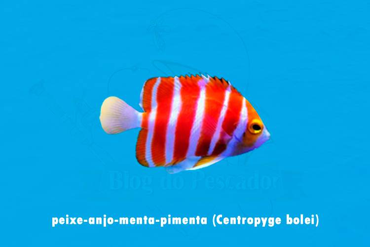 peixe-anjo-menta-pimenta (centropyge bolei)