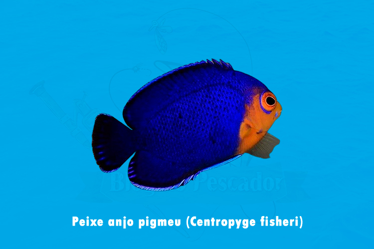 peixe anjo pigmeu (centropyge fisheri)
