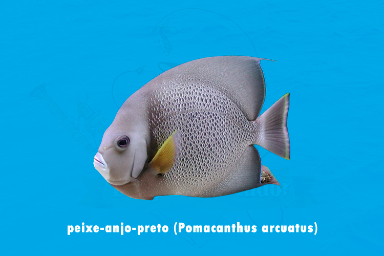 peixe-anjo-preto (pomacanthus arcuatus)