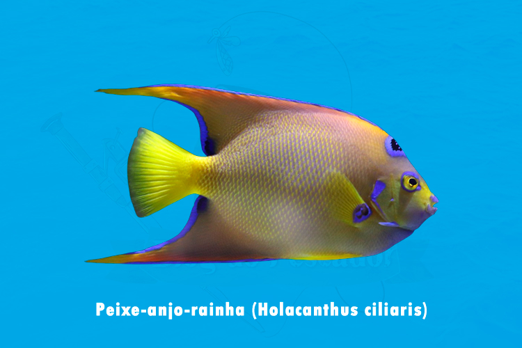 peixe-anjo-rainha (holacanthus ciliaris)