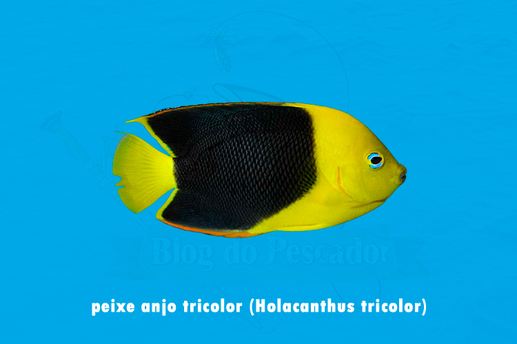 peixe anjo tricolor (holacanthus tricolor)