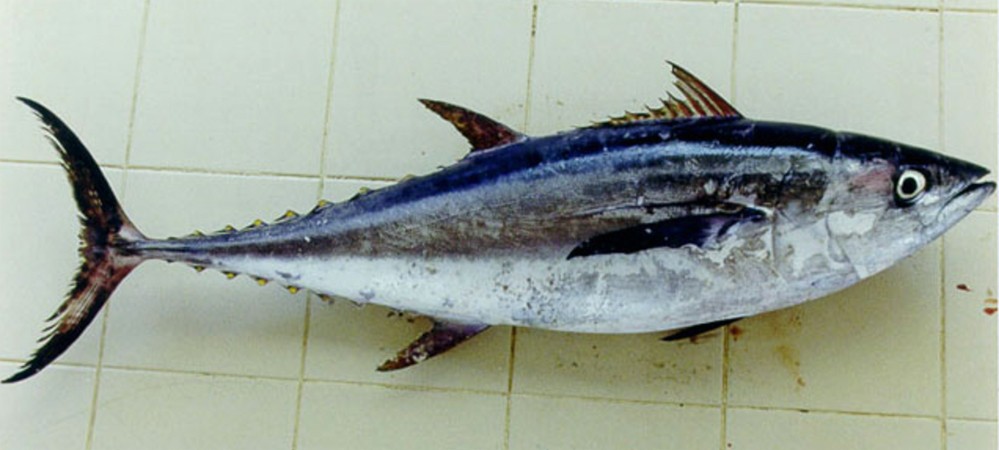 peixe atum longtail