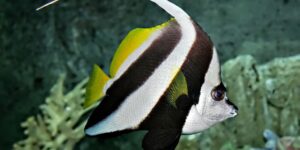 peixe-bandeira de recife