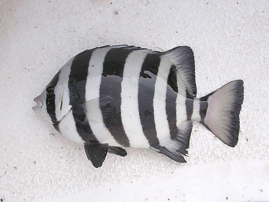 peixe bico listrado