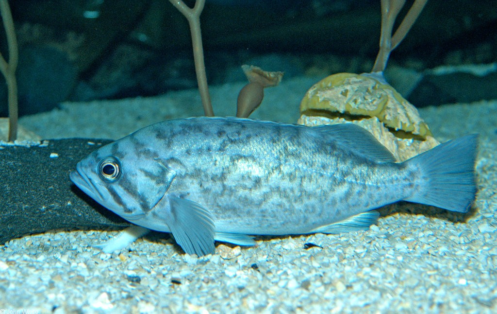 peixe-boi azul
