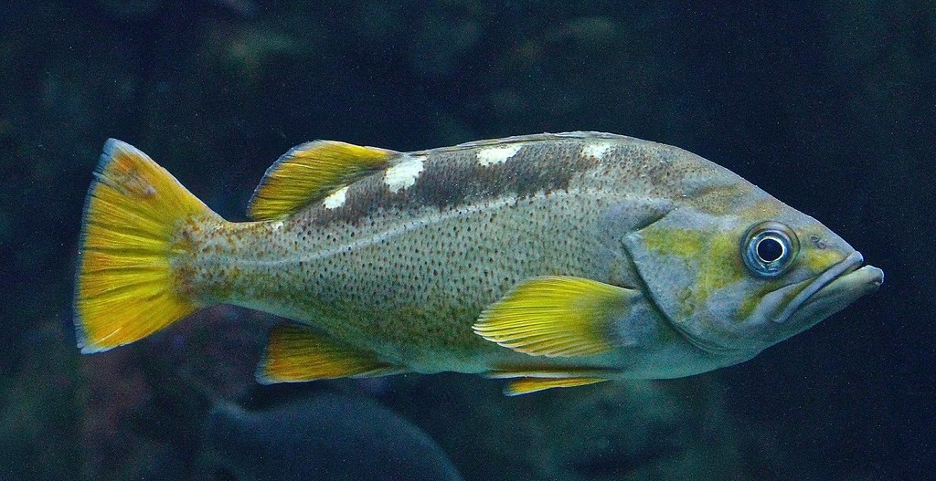 peixe-boi-de-rabo-amarelo