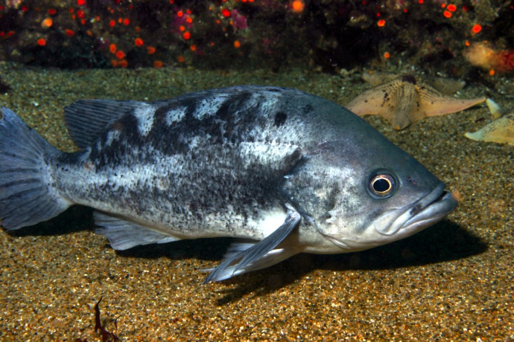 peixe-boi-preto