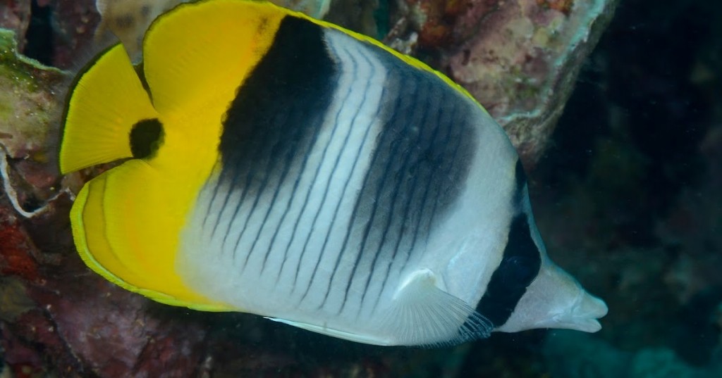 peixe-borboleta falcula 