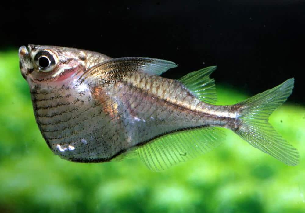 peixe borboleta-falsa