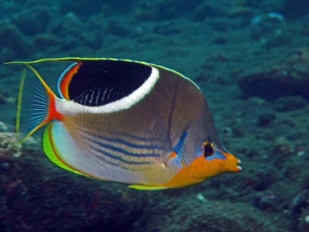 peixe-borboleta sela