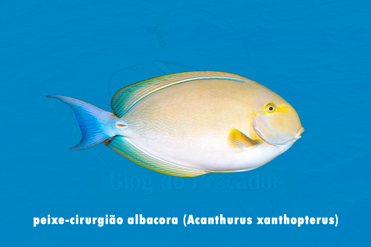 peixe-cirurgiao albacora ( acanthurus xanthopterus )