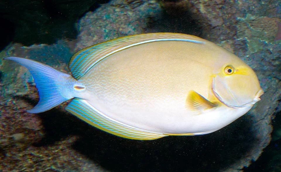 peixe-cirurgiao albacora