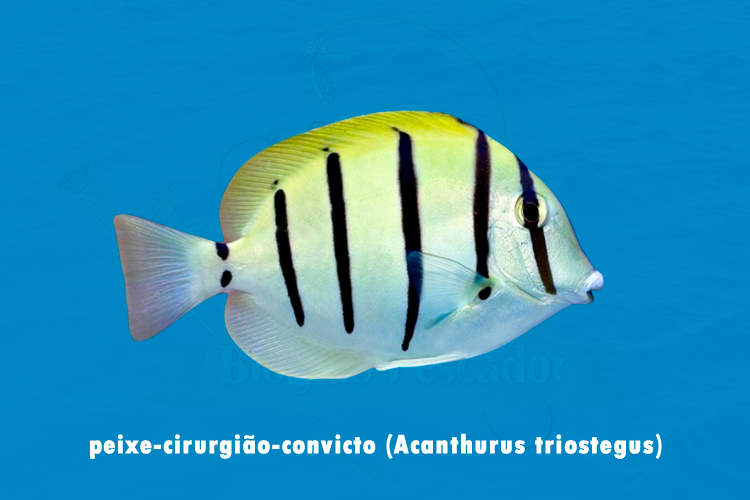 peixe-cirurgiao-convicto ( Acanthurus triostegus)