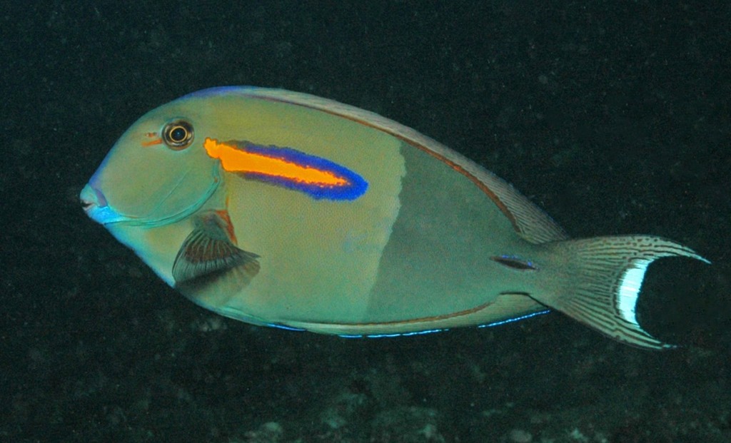 peixe cirurgiao de banda laranja