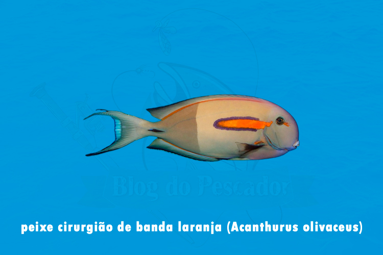 peixe cirurgiao de banda laranja (acanthurus olivaceus)