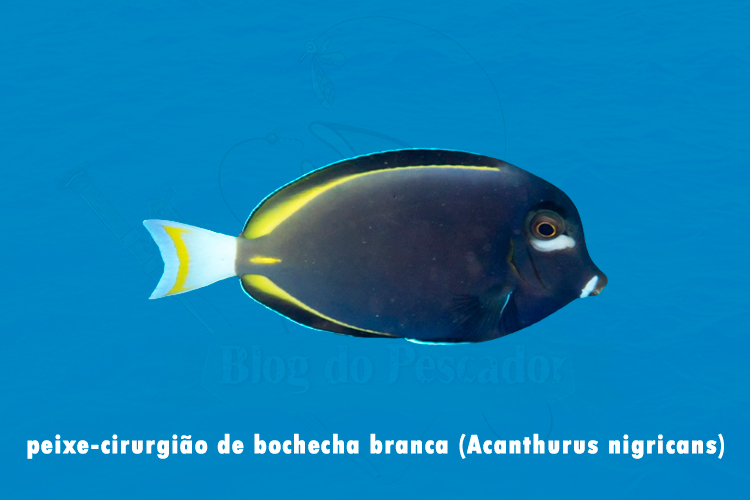 peixe-cirurgiao de bochecha branca (acanthurus nigricans)