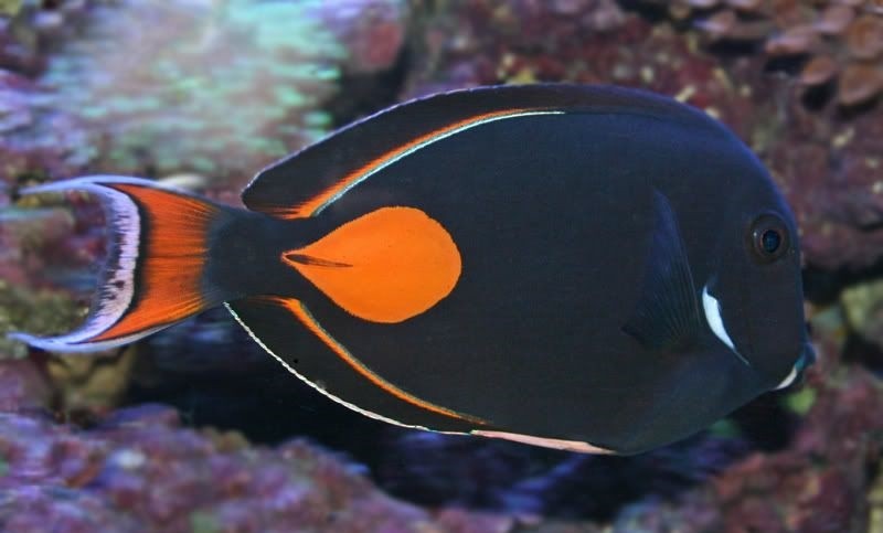 peixe cirurgiao-de-cauda-vermelha