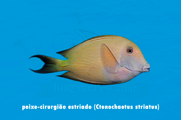 peixe-cirurgiao estriado (Ctenochaetus striatus )