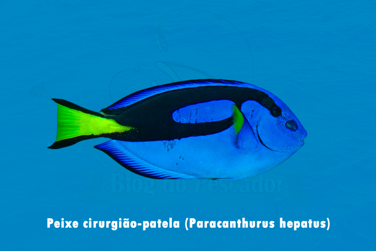 peixe cirurgiao-patela (paracanthurus hepatus)