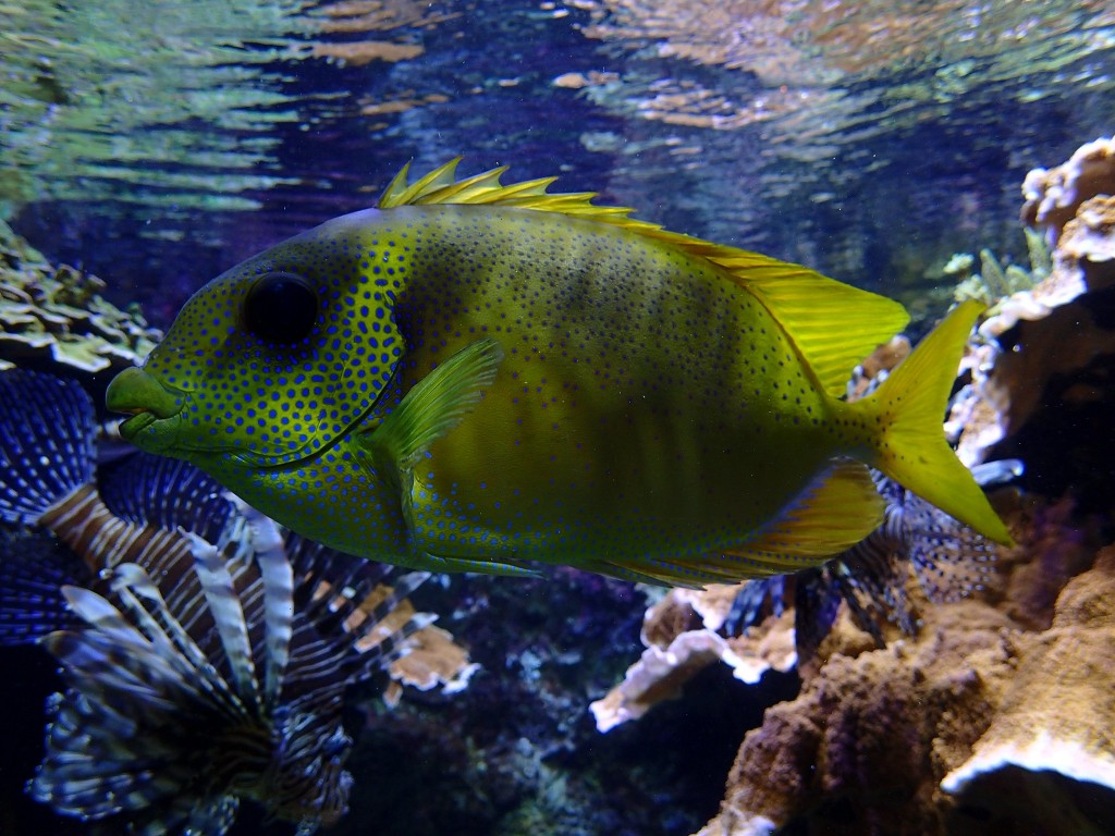 peixe-coelho-de-coral