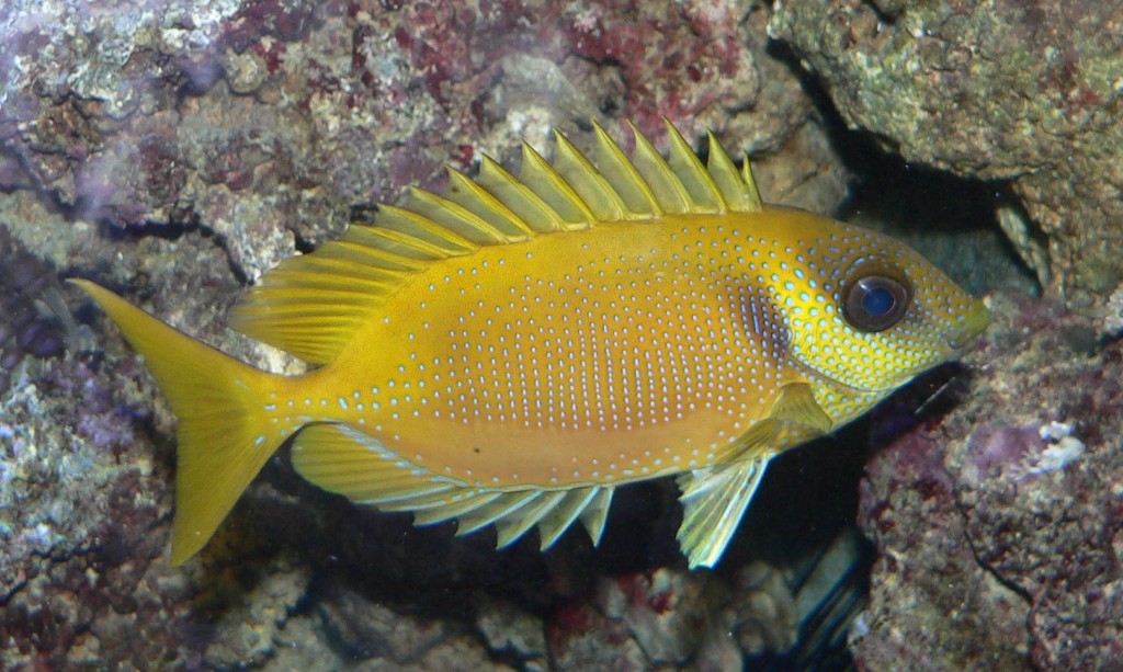 peixe-coelho-de-coral