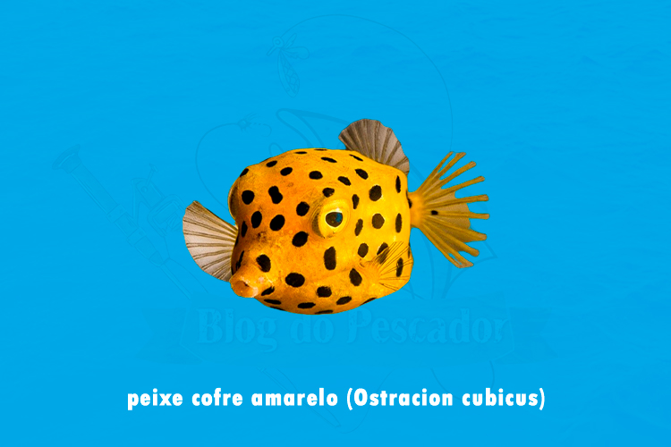 peixe cofre amarelo (Ostracion cubicus)