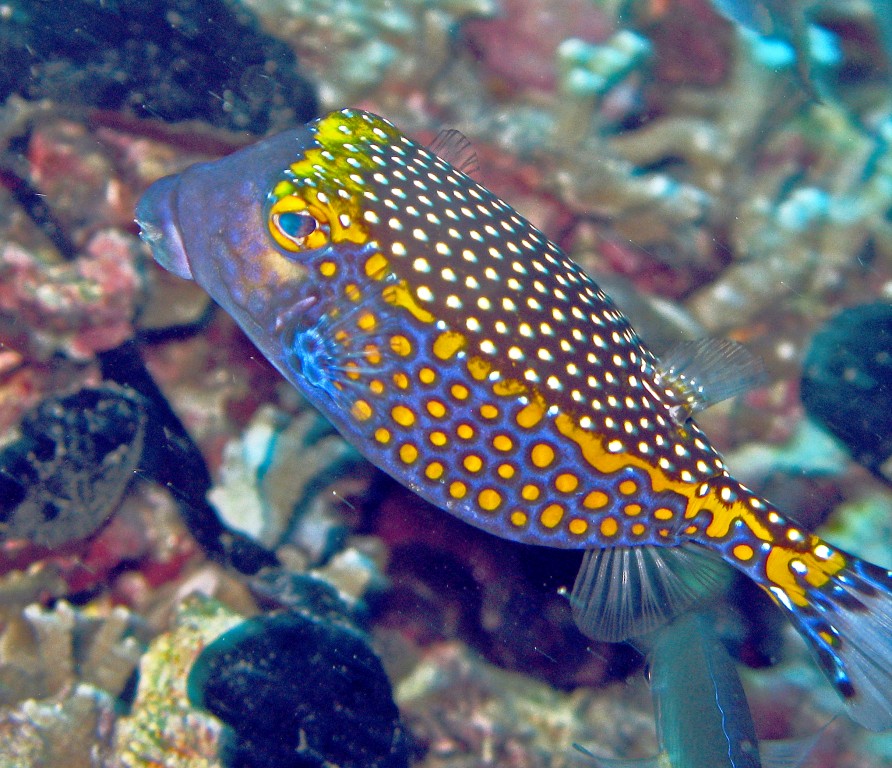peixe-cofre-azul-e-amarelo