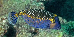 peixe-cofre-azul-e-amarelo (2)