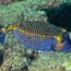 peixe-cofre-azul-e-amarelo (2)