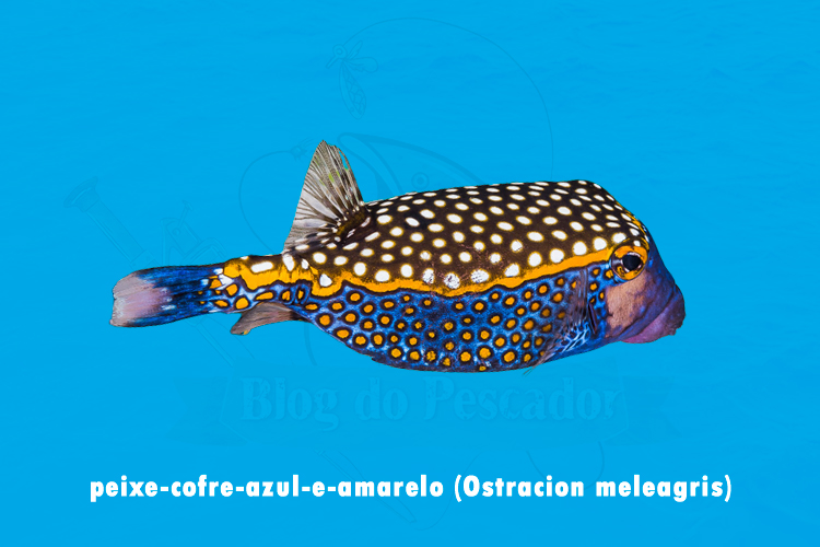 peixe-cofre-azul-e-amarelo (Ostracion meleagris )