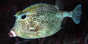 peixe-cofre-colmeia